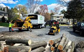 How Our Tree Care Process Works  in  Tariffville, CT