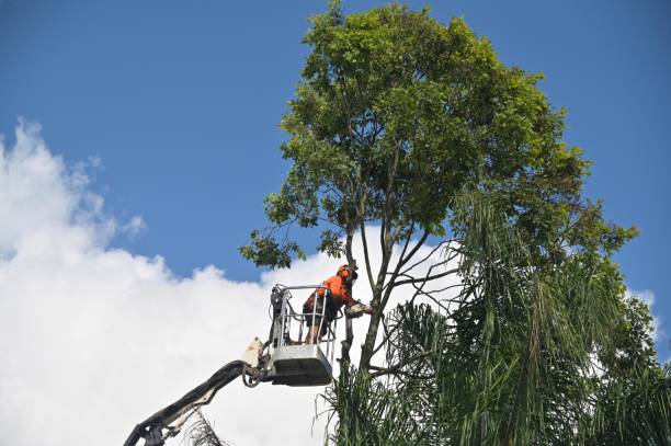 Tree and Shrub Care in Tariffville, CT